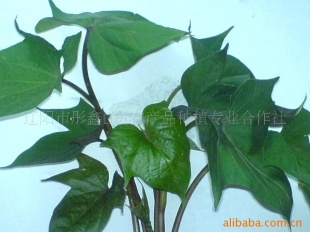 紅薯家族新品種種苗&mdash;&mdash;板栗白