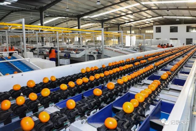 直擊來賓市大型柑橘全自動化分揀現場!這里的水果多數遠銷海外!" href="
